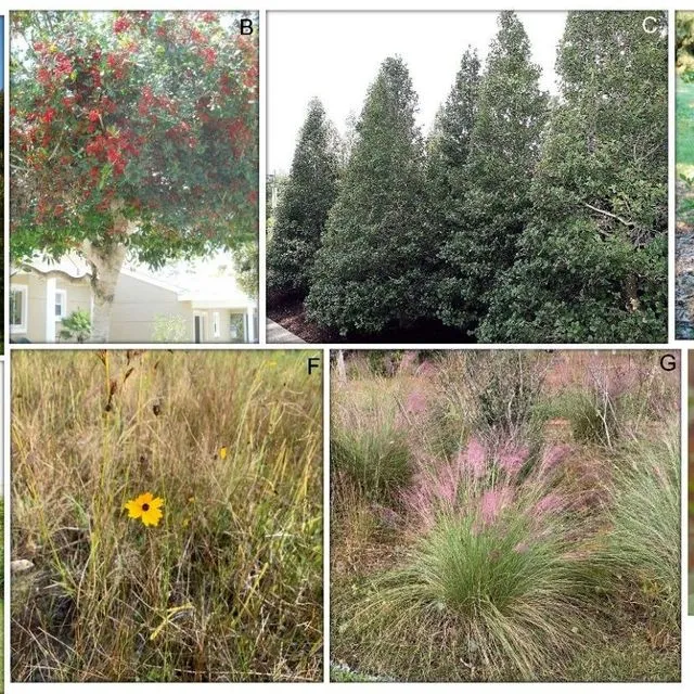 thumbnail for publication: Salvaging Native Plants from Sites Slated for Development: Stop Wasting Resources